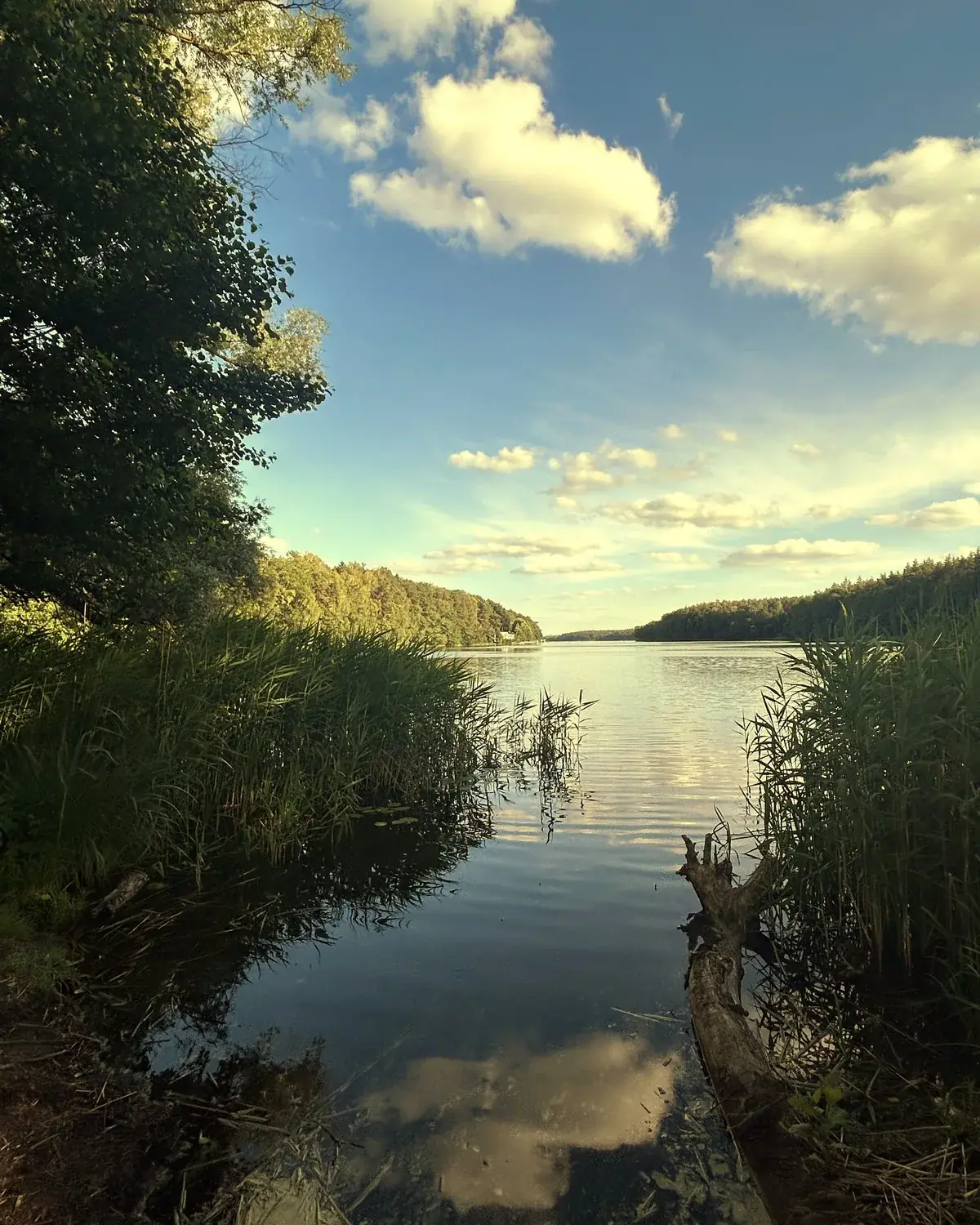 A calm lake at golden hour: a quiet opening through the reeds onto open water.
